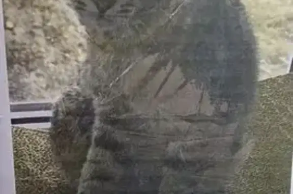 Найдена кошка, Омск, фото: Кошка найдена, ул. Бородина, Омск