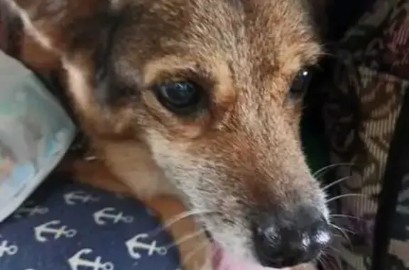 Собаки потеряшки, Хабаровск, фото: Потеряшка собака, ул. Муравьёва-Амурского 25