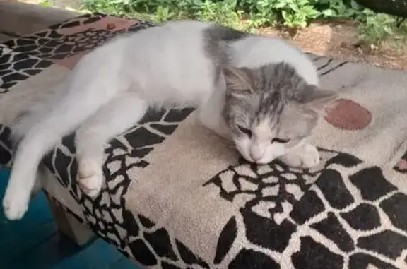 Пропала кошка, Соль-Илецк, Оренбургская обл.