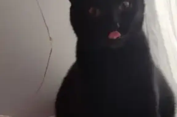 Кошки потеряшки, Йошкар-Ола, фото: Потеряшка кошка, ул. Яна Крастыня, 4Б