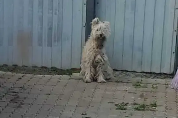 Объявления о пропавших и найденных животных, Челябинская область, фото: Собака найдена в д. Казанка, Челябинск