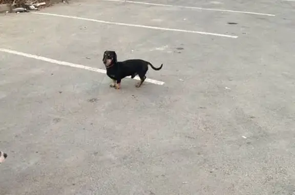 Найдена собака, Новосибирск, фото: Такса найдена, ул. Есенина 67, Новосибирск