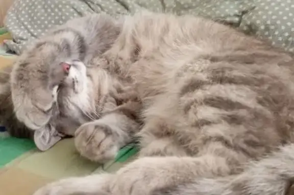 Пропала кошка, Текстильная ул., 20А