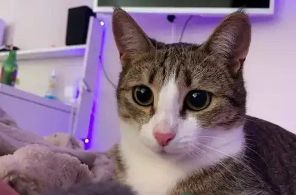 Кошки потеряшки, Казань, фото: Потеряшка кошка Волосик, ул. Амирхана, 53Б