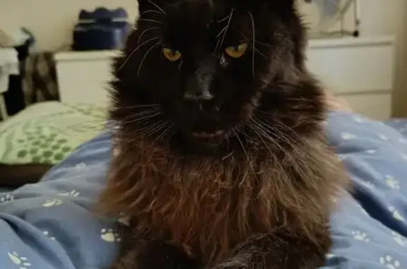 Найдена кошка, Нижний Новгород, фото: Найдена черная кошка, Кузнечихинская ул.