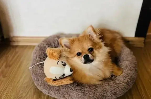 Пропала рыжая собака в Курдымово