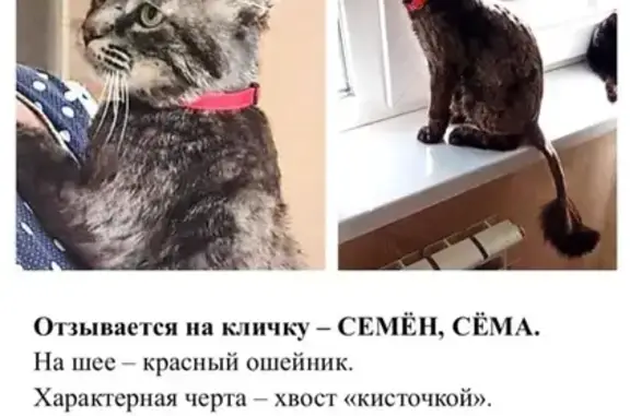 Пропал кот Сёма, ул. Чебышева, Воронеж