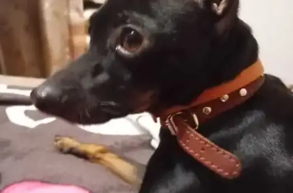 Пропала собака на Карла Маркса, 109/1