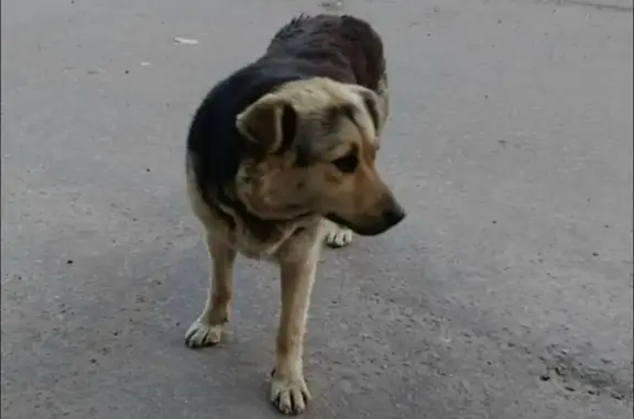 Пропала собака на ул. Баумана, Мурманск