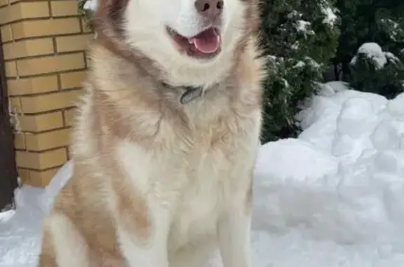 Собаки потеряшки, Клинцы, фото: Потеряшка собака, ул. Беляева, Клинцы