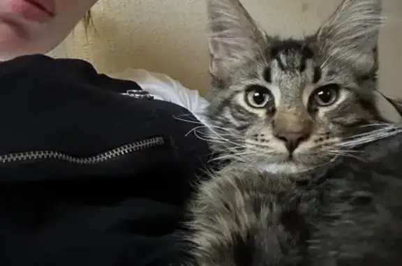 Кошки потеряшки, Краснодар, фото: Потеряшка кот, Курская ул. 41, Краснодар