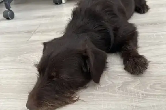 Найдена собака, Новосибирск, фото: Собака найдена на Сухарной ул., Новосибирск