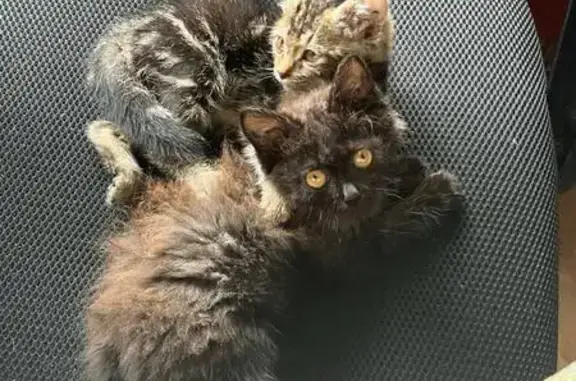 Найдена кошка, Хабаровск, фото: Кошки найдены на Ворошилова, 59, Хабаровск