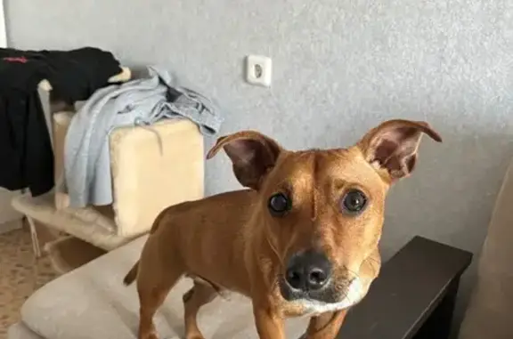 Найдена собака, Уфимская ул. 9, Казанцево