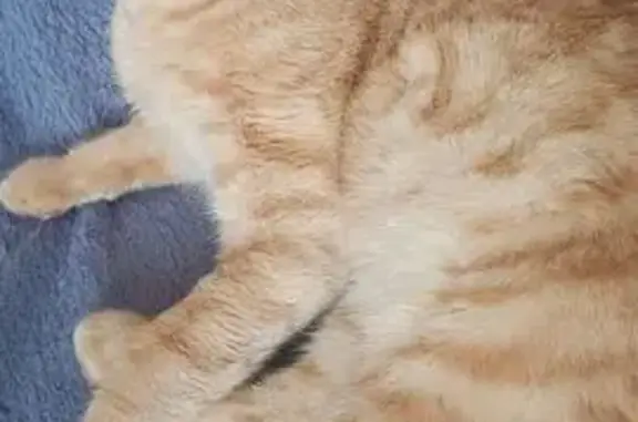 Кошка найдена на ул. Антона Петрова, 320