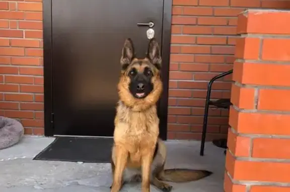 Пропала овчарка, ул. Чехова 67, Павл. Посад