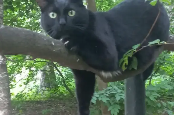 Кошки потеряшки, Москва, фото: Потеряшка кошка, Широкая ул., 1 к2, Москва