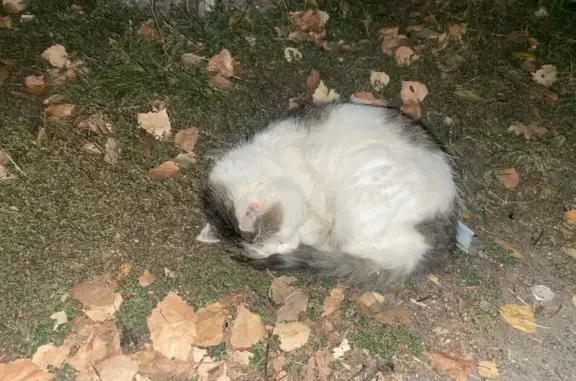 Найдена кошка, ул. Мичмана Павлова, Чебоксары