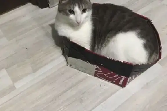 Кошки потеряшки, , фото: Кошка пропала, Ворошилова 6, Ижевск