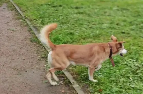 Собака найдена: Будапештская ул, 8 к5