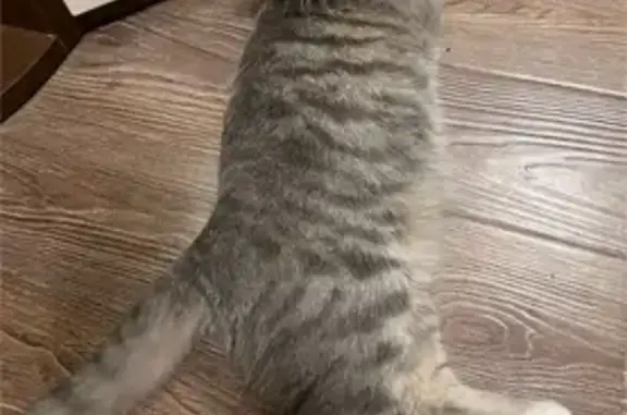 Пропала кошка Бетти, Волховская 116