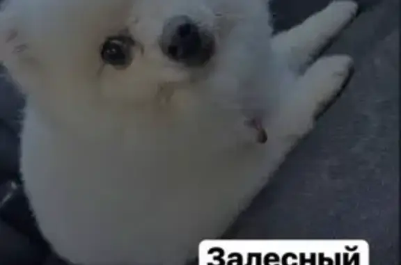 Собаки потеряшки, Казань, фото: Потеряшка собака, ул. Узянле, 5, Казань