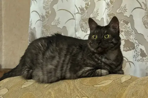 Пропала кошка, ул. Халатина 12, Мурманск