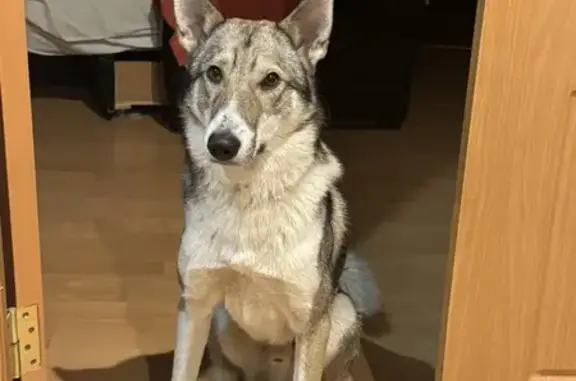 Щенок найден: пр. Ленина, Тула