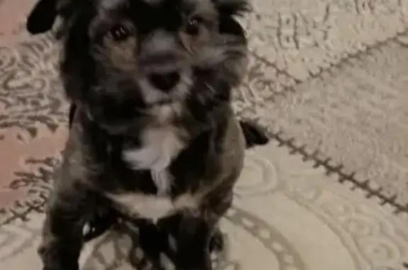 Собаки потеряшки, Саратов, фото: Потеряшка собака, Саратов, 2