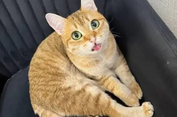 Кошки потеряшки, Усинск, фото: Потеряшка кошка Рокси, ул. Нефтяников, 36