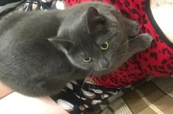 Пропала кошка, Казахская ул., 106, Пермь