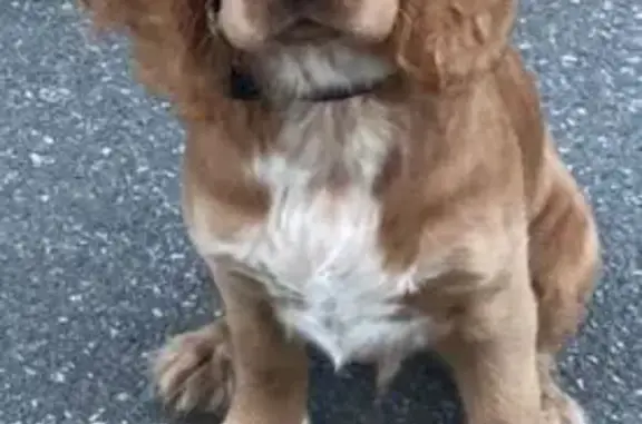 Объявления о пропавших и найденных животных, Подпорожское, фото: Пропал щенок в Шеминичах, Ленобласть