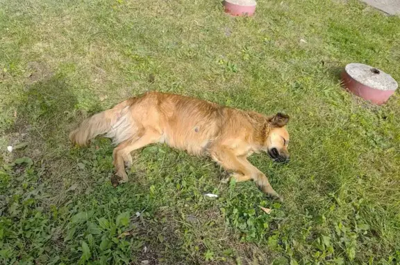 Собака найдена на Свободы 155, Челябинск