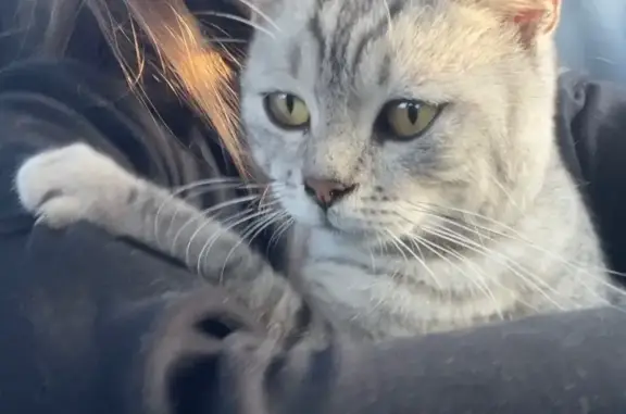 Кошки потеряшки, Йошкар-Ола, фото: Потеряшка кот, ул. Йывана-Кырли, 17А