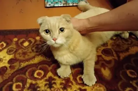 Найдена кошка, Иваново, фото: Кошка найдена на Кавалерийской 44А