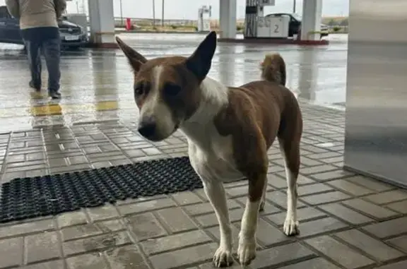 Найдена собака, , фото: Собака найдена: Угловое, 35К-009;Т-01-04