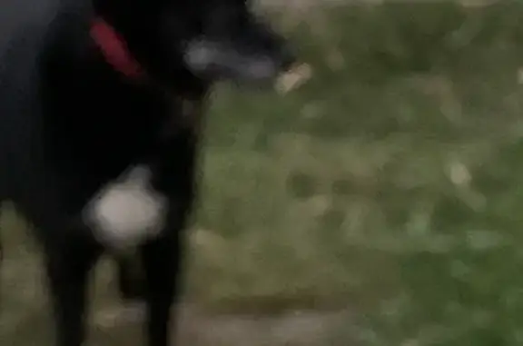 Собака найдена: ул. Барышиха, Москва