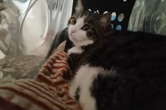 Пропала кошка Фрося, ул. Мира, Солонецкое