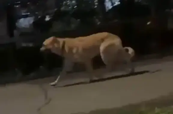 Найдена собака, Владивосток, фото: Собака найдена на ул. Связи, Владивосток