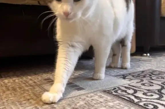 Пропала кошка, ул. Островского 43, Салават