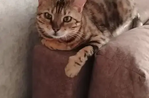 Кошки потеряшки, Оренбург, фото: Потеряшка бенгальский кот, пр. Гагарина 23/2