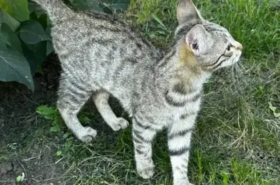 Найдена кошка, Астана, фото: Кошка найдена: ул. Мухамедханова, 6, Астана