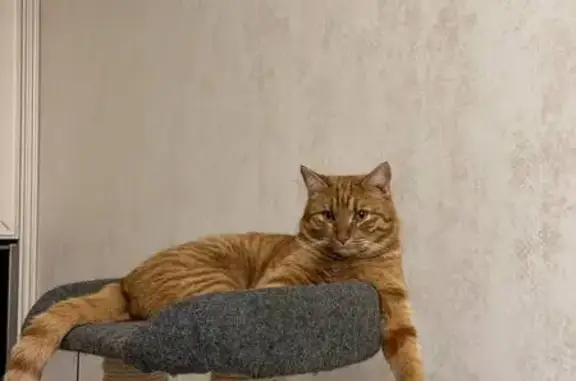 Кошки потеряшки, Григорово, фото: Потеряшка кошка, Заречная 14, Григорово