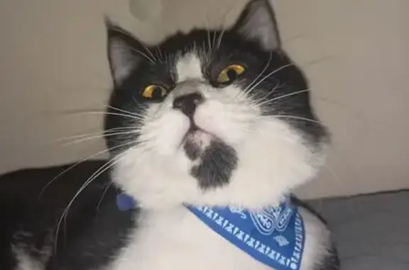 Пропала кошка, 3-й Июльский пер., Ростов-на-Дону