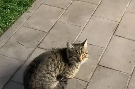 Найдена кошка, Казань, фото: Кошка найдена у магазина на Мира, 64 к2