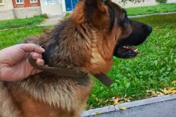 Найдена собака, Екатеринбург, фото: Найдена собака, Уральских Рабочих 23