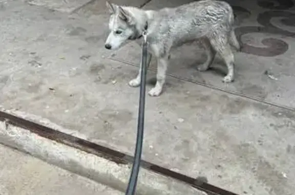 Найдена собака, Воронеж, фото: Щенок найден: Средне-Московская, 1, Воронеж