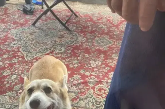 Найдена собака, Старый Оскол, фото: Корги найдена на Бекетовской 28/22, Оскол