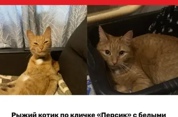 Кошки потеряшки, Чебоксары, фото: Потеряшка котик, Московский пр-т, 52, Чебоксары