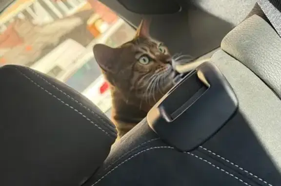 Найдена кошка, Тюмень, фото: Кошка найдена у Широтная, 190, Тюмень